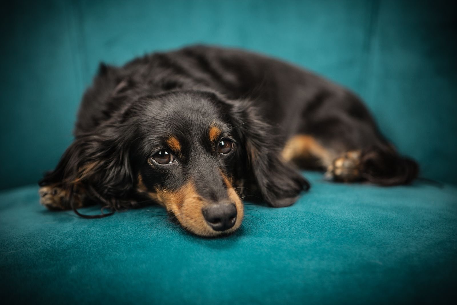 Beloved adult Dachshund companion from Golden Haus