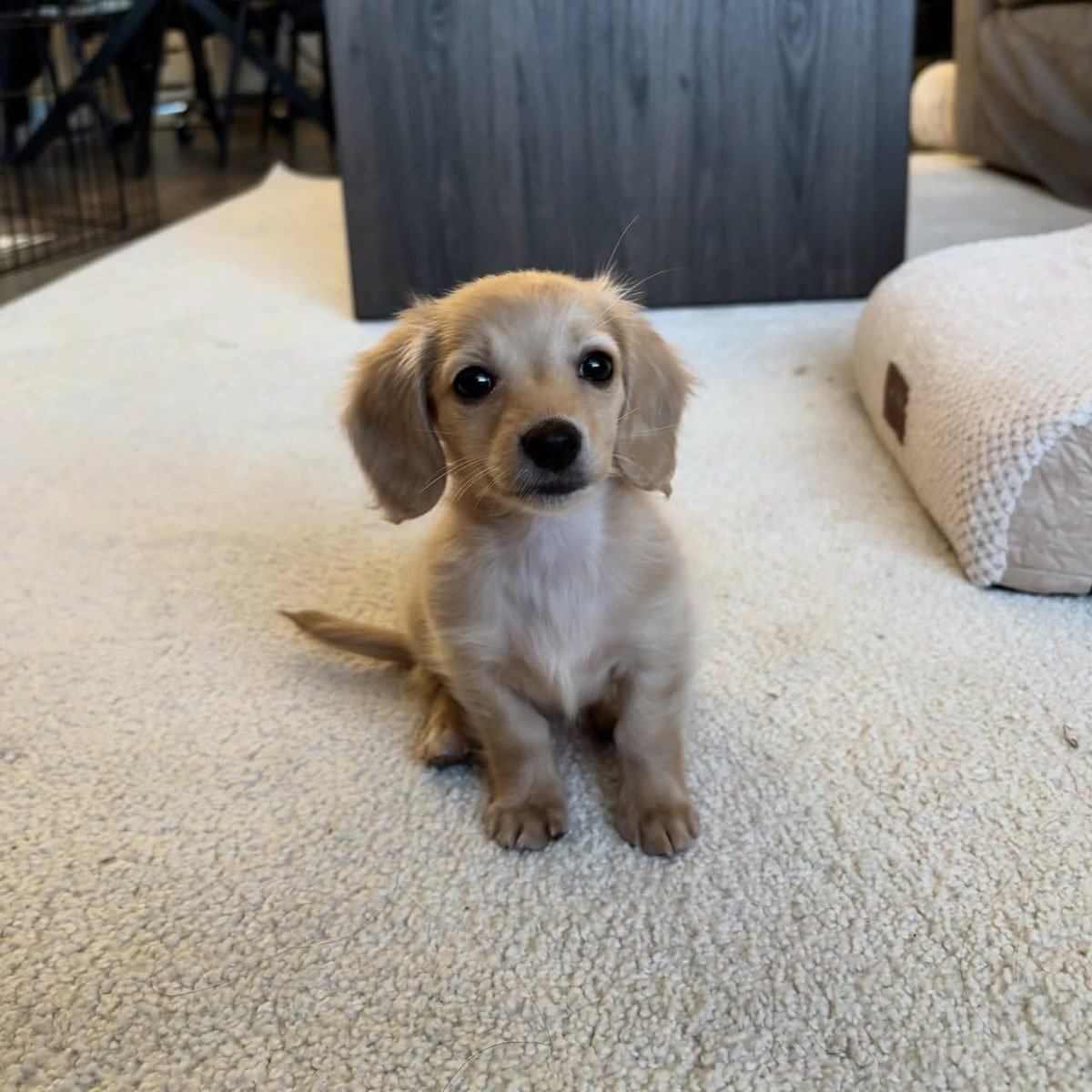 Cream / Golden Cream long-haired / soft silky coat Dachshund puppy named Rex